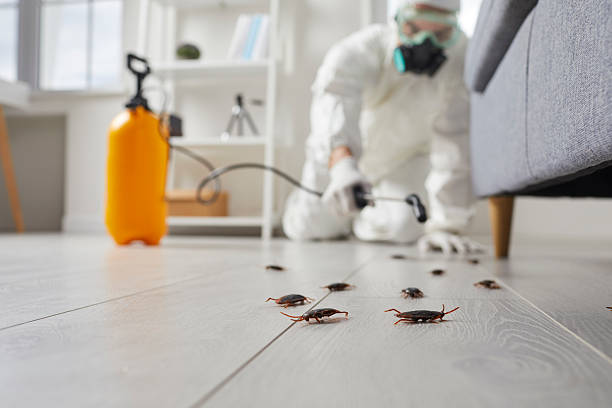 Commercial Rodent Management in Santa Barbara